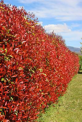 12 Shrubs Perfect for Zone 8 Shade Gardens - A-Z Animals