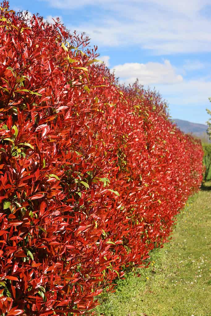 red tip photinia hedge