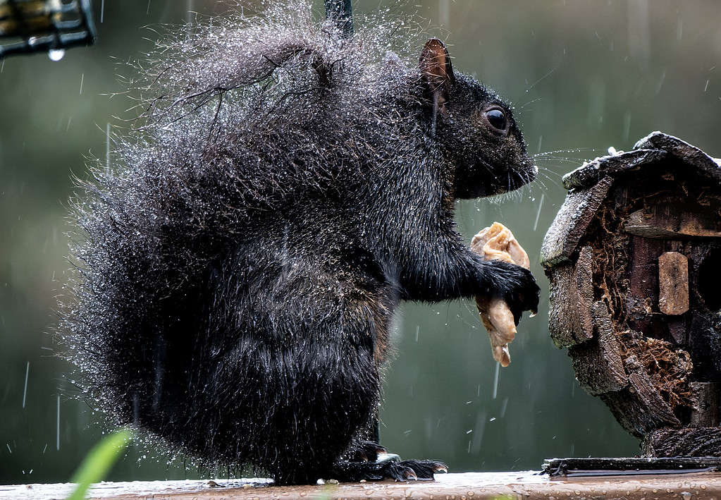 A Black Squirrel AUGHT in the rain