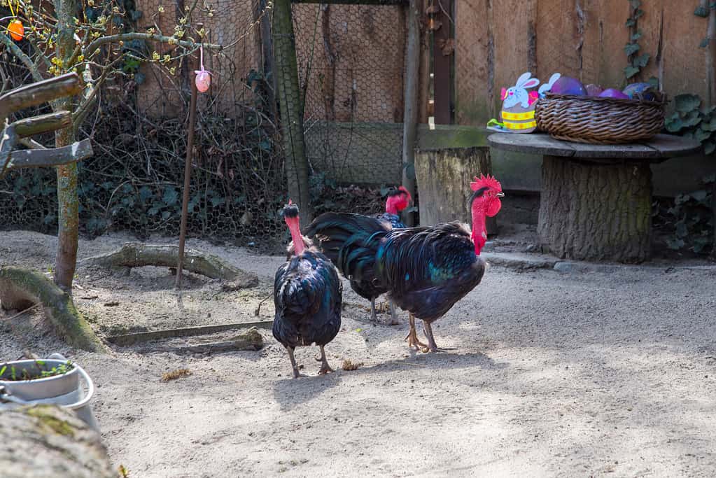 Transylvanian Naked Neck, Gallus gallus domesticus; Black chicken breeds