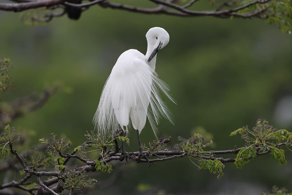Great Egret  breeding feathers