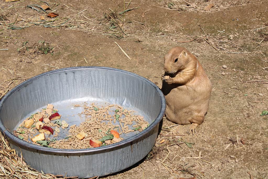 Black Tailed Prairie Dog