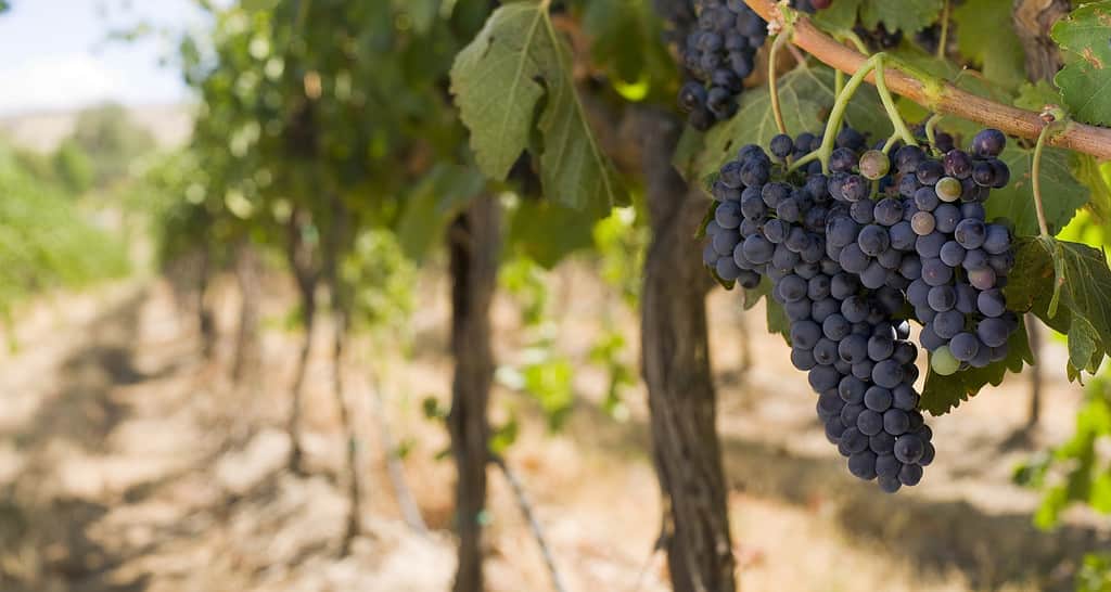Fine Row of Luscoius Grapes in Wine Vintner's Vineyard