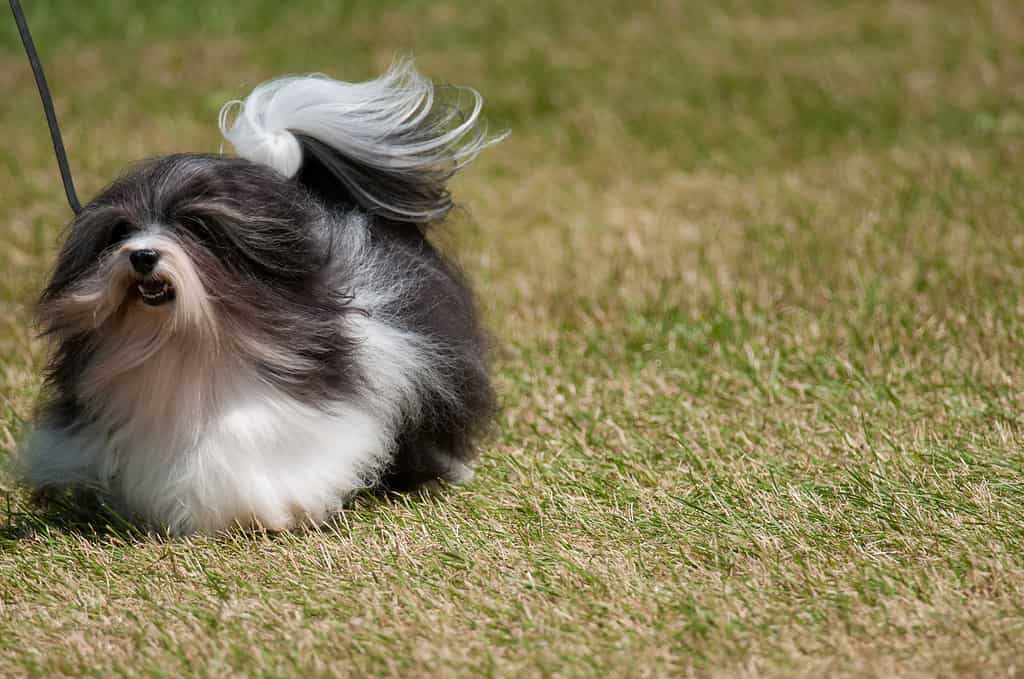 Fluffy Havanese dog walking on grass