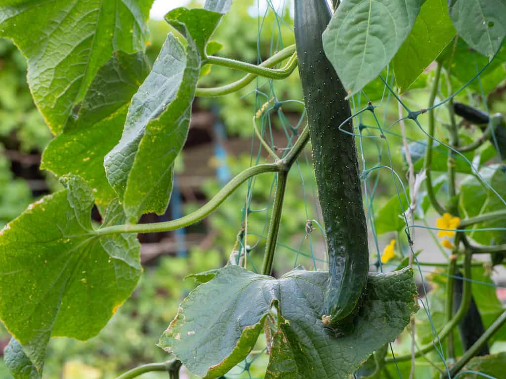 A large juicy fresh organic cucumber on the background of leaves grows in the garden. Growing Cucumbers