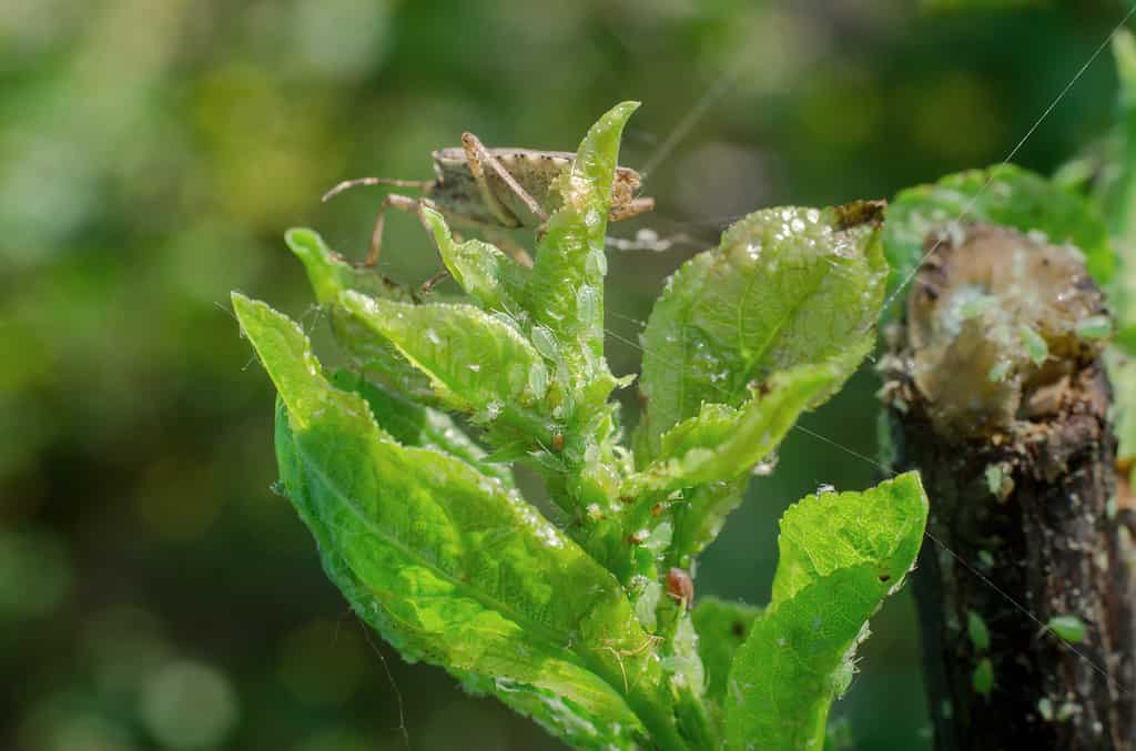 Aphids on a young shoot of a tree. Tree diseases.
