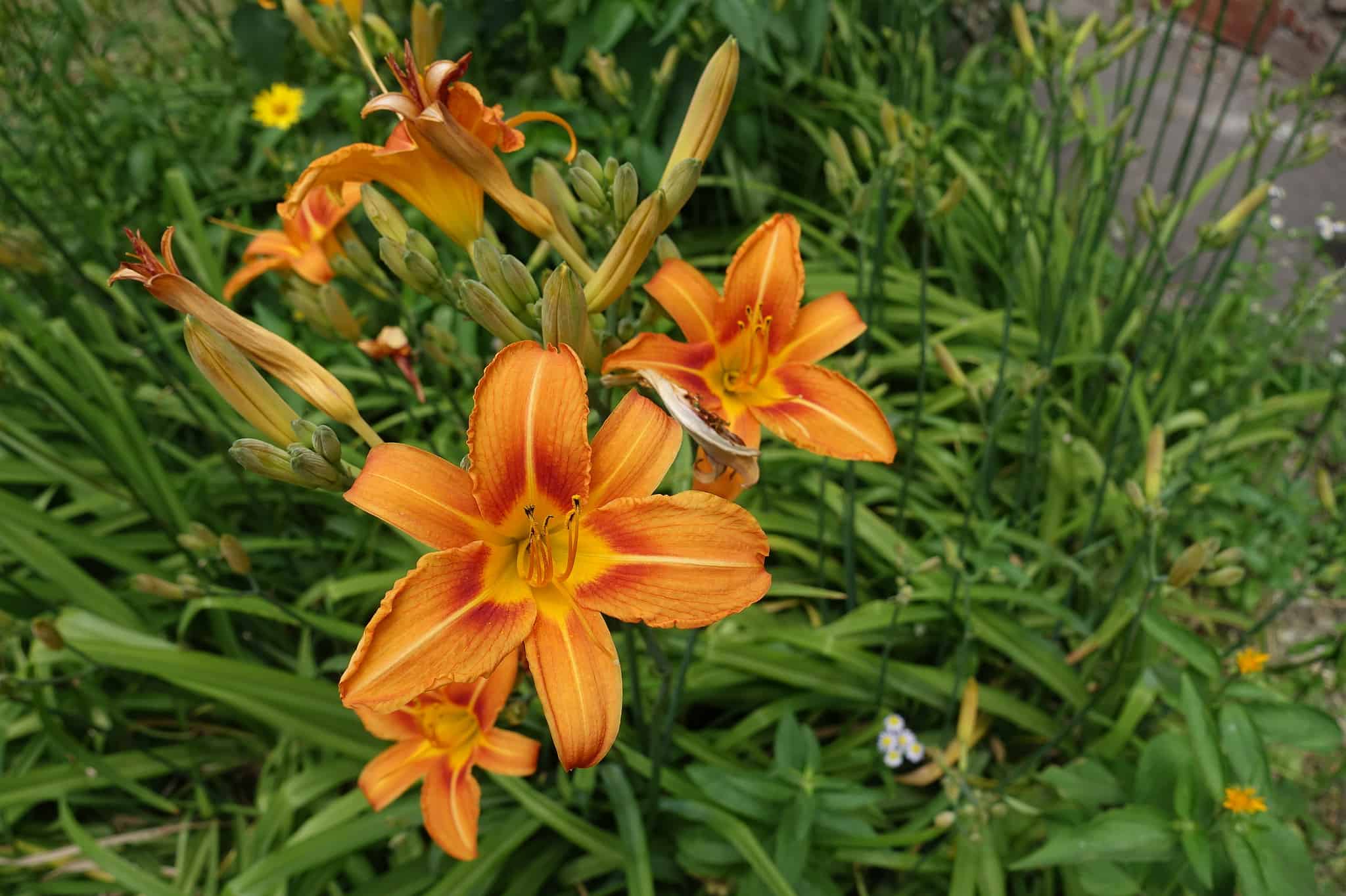 15 Insulting Flowers That Represent Hatred and Dislike AZ Animals