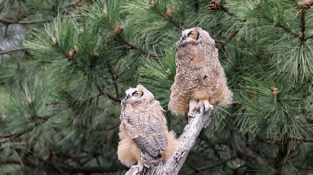 Two fledgling Great Horned Owls (Bubo virginianus)