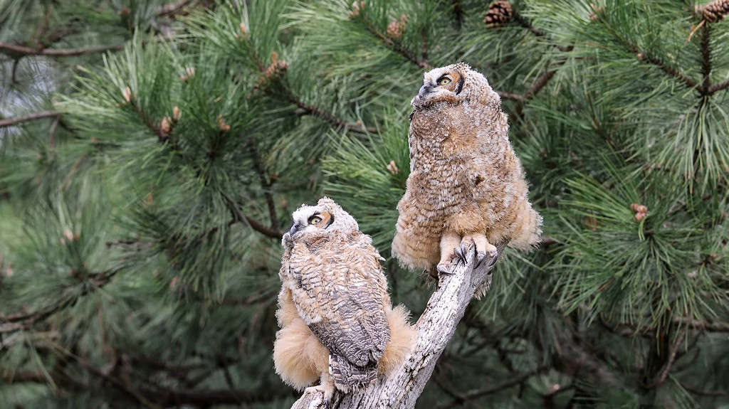 Great Horned Owls are large enough birds of prey to hunt and eat skunks and other small animals.