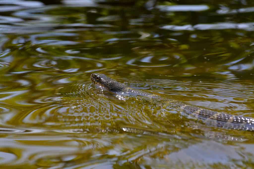 Banded Water snake swimming in lake