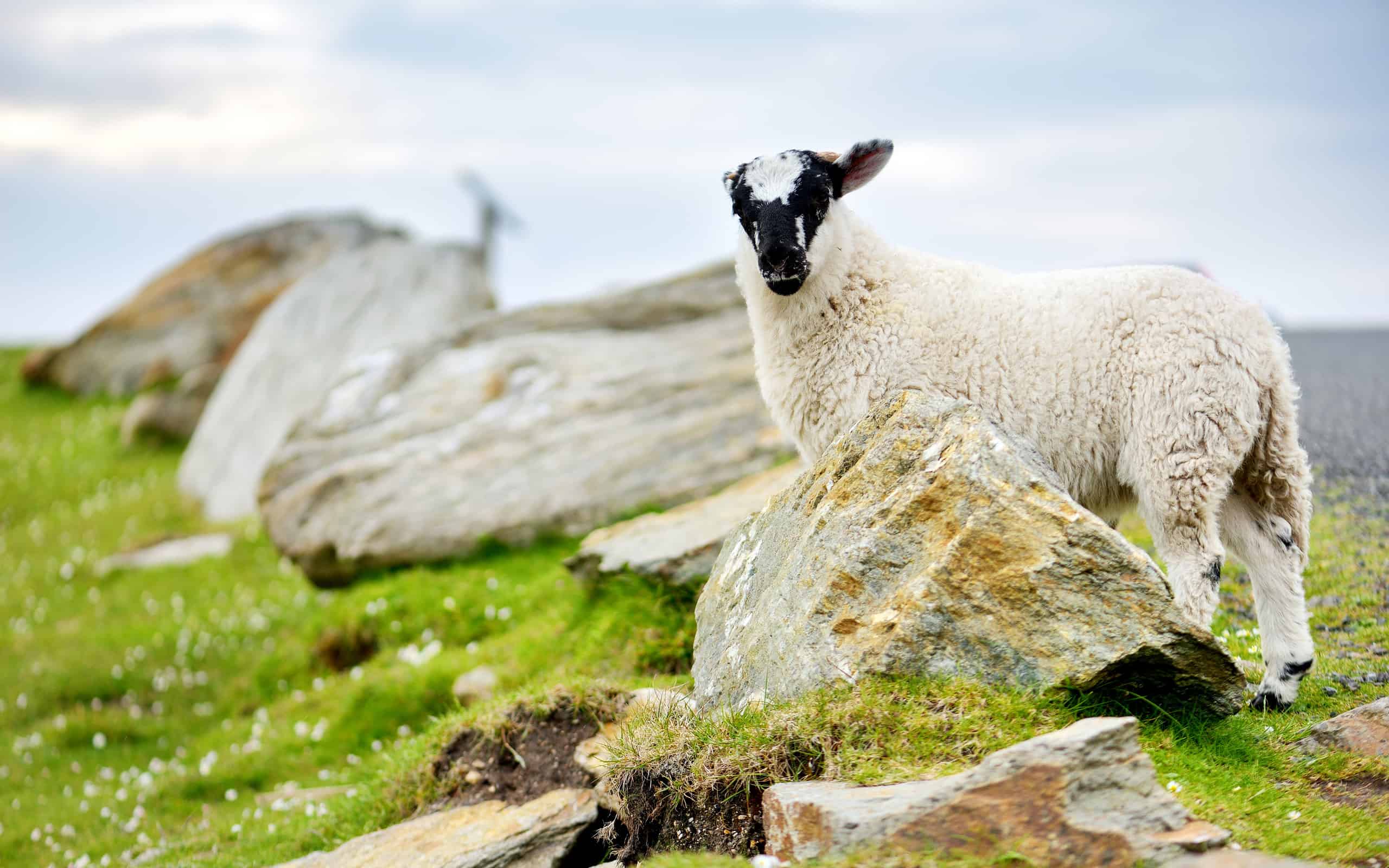 Sheep marked with colorful dye grazing in green pastures. Adult sheep and baby lambs feeding in green meadows of Ireland.