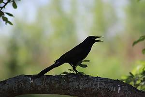 7 Black Birds That Look Like Crows Picture
