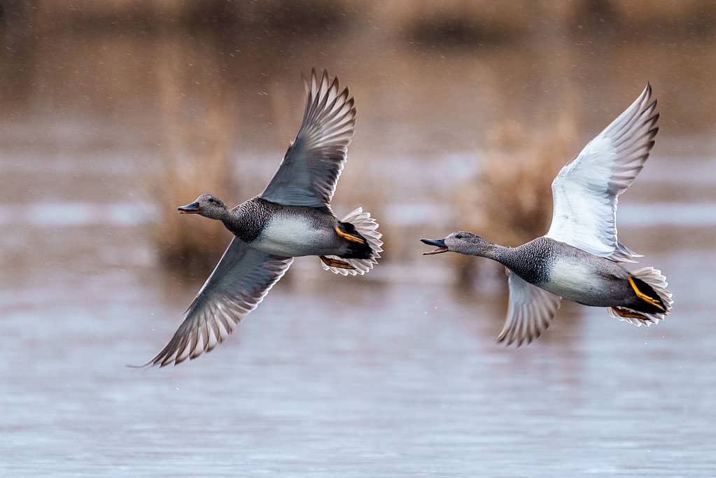 Pair of Gadwall birds soaring over a tranquil lake