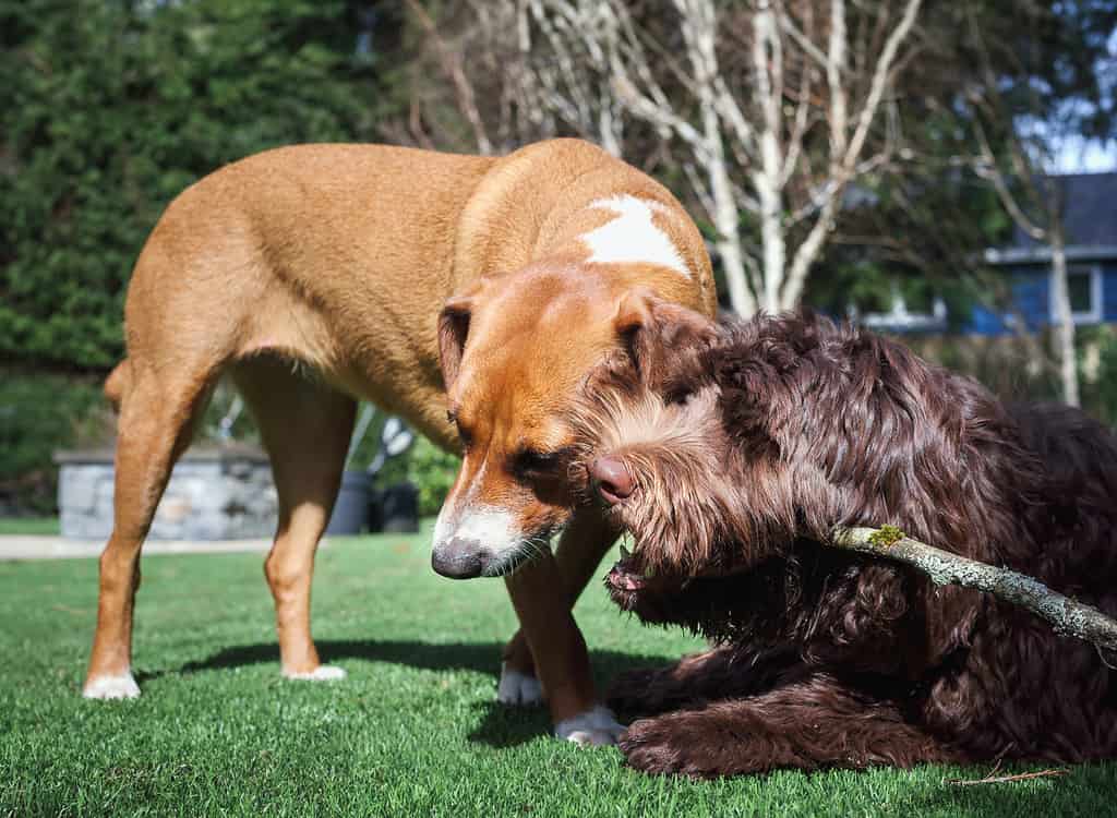 Two dogs chewing on a wood stick at the same time.
