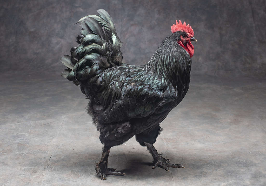 Black Langshan; black chicken breeds