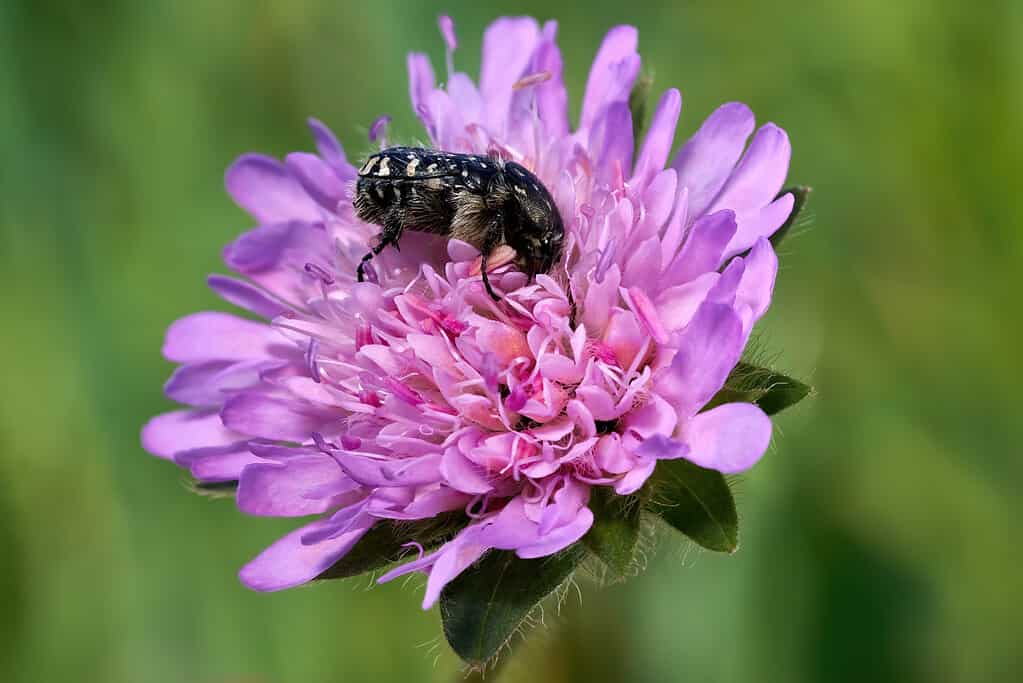White spotted rose beetle (Oxythyrea funesta) eating pollen on a small scabious