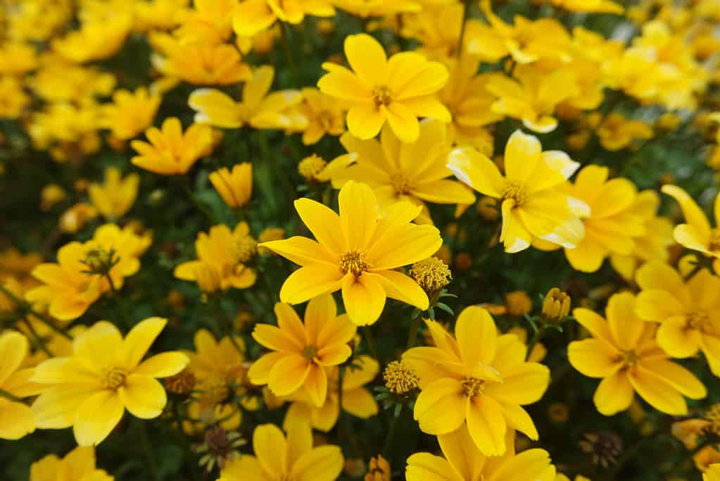 Bidens Ferulifolia Apache Beggarticks Bright Golden Yellow Flowers Background