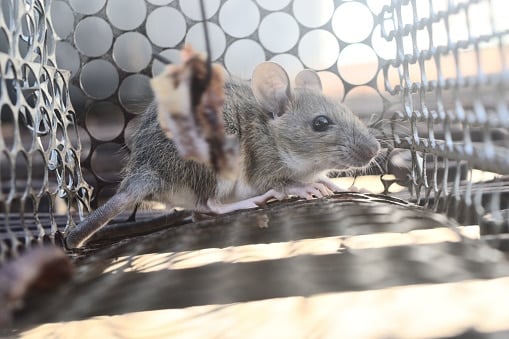 Rat in cage mousetrap