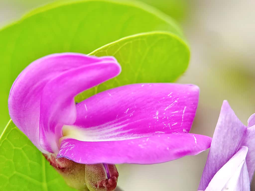 Selective focus of a pink purple colour flower known as Canavalia rosea or beach bean