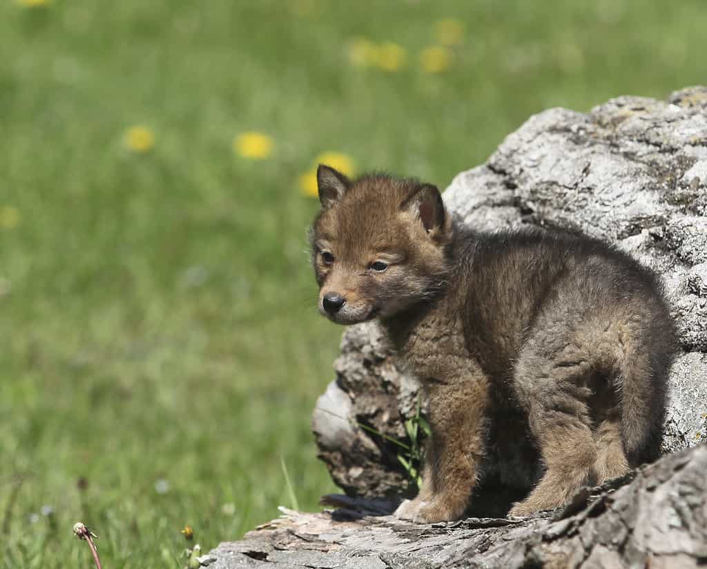 Coyote (Canis latrans) pup