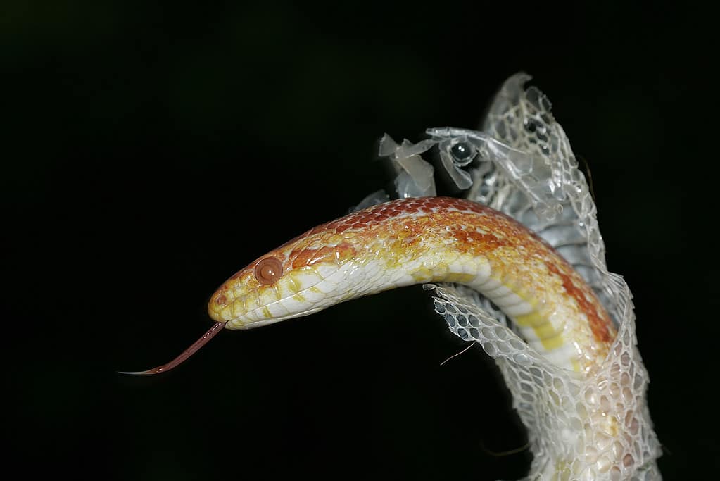 corn snake shedding