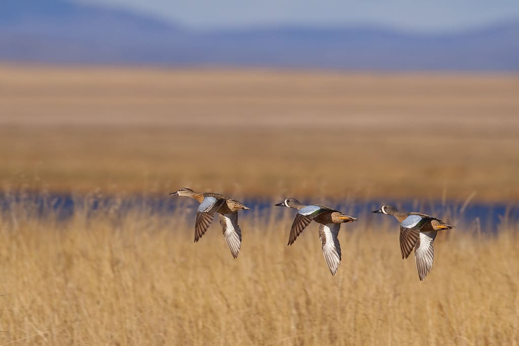 Blue-winged Pursuit