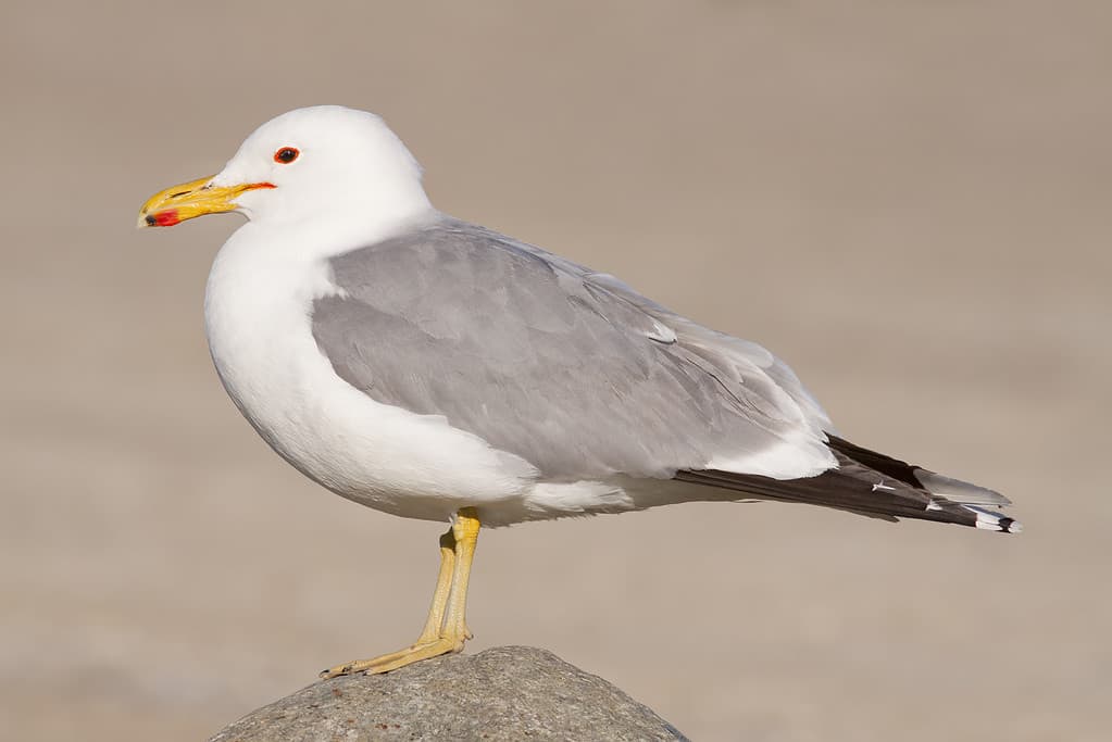 California Gull