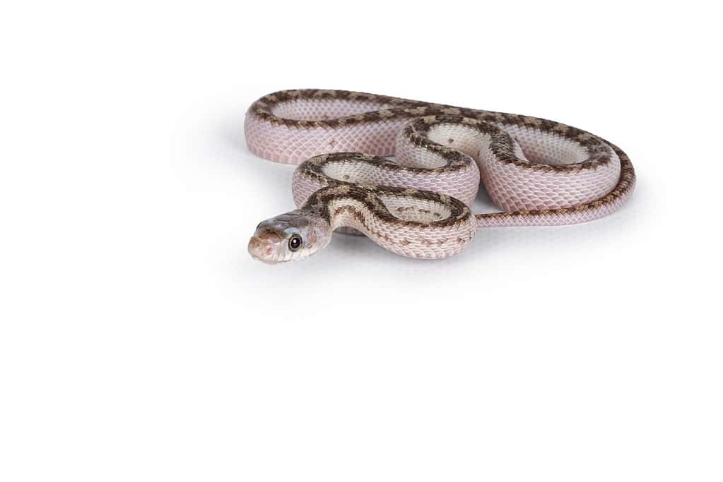 Snake on white backgound