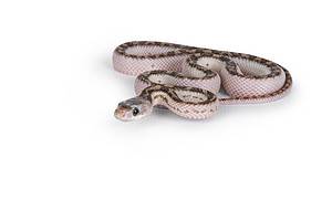 What Do Baby Snakes Eat? Discover 40 Common Foods Picture