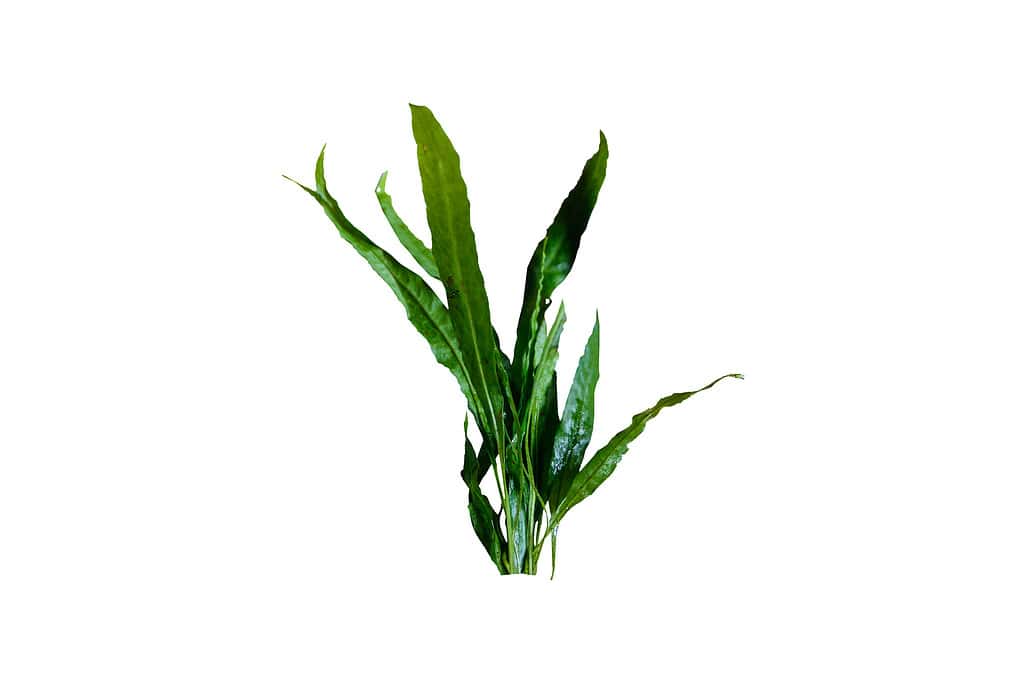 Aquatic plant Fern (microsorum pteropus  narrow) isolated on white background with clipping path