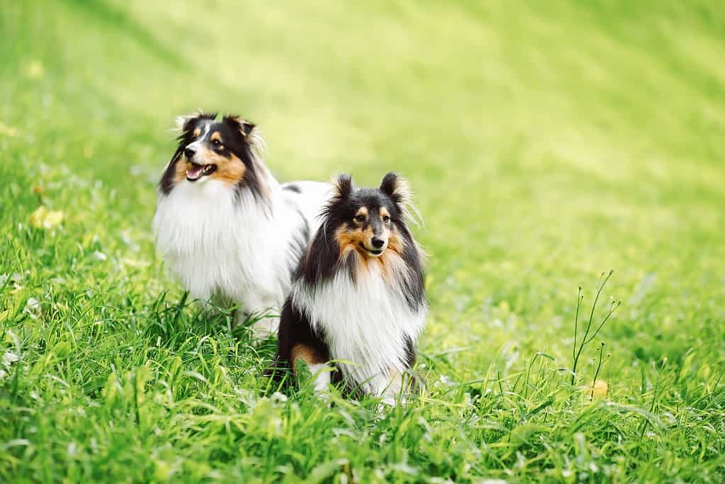portrait of two happy friends dogs puppy and Shetland Sheepdog