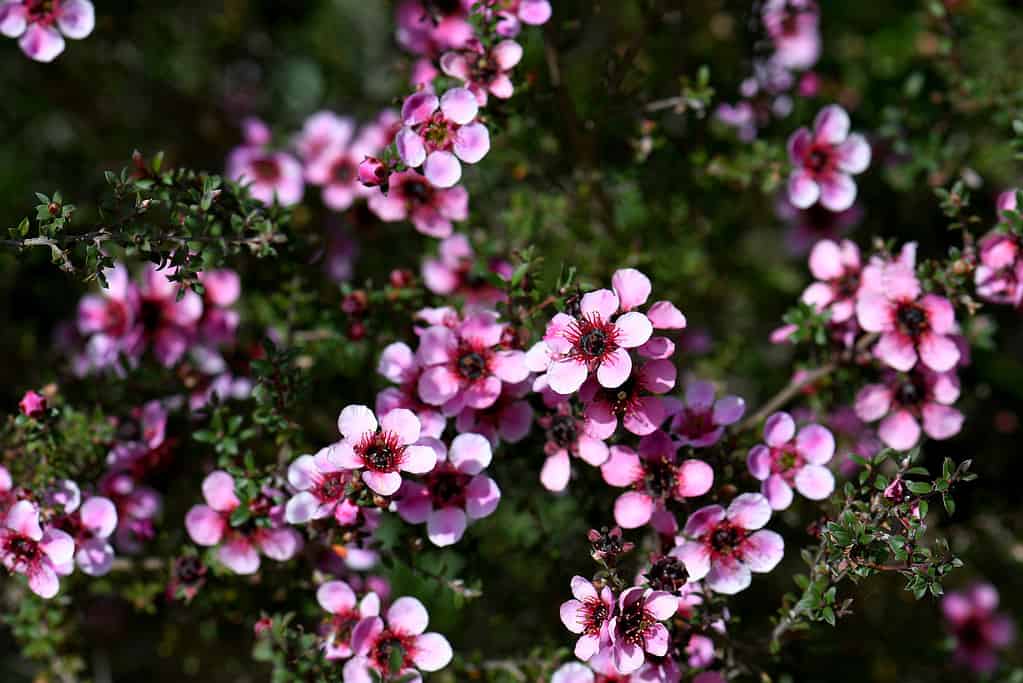 Australian native pink Manuka tea tree flowers of Leptospermum scoparium