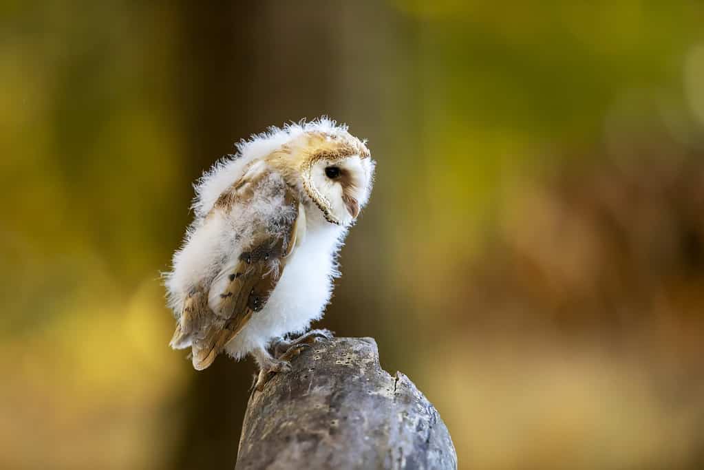 Owl nesting in autumn. Barn owl, Tyto alba, perched on tree trunk. Young owl in autumn nature