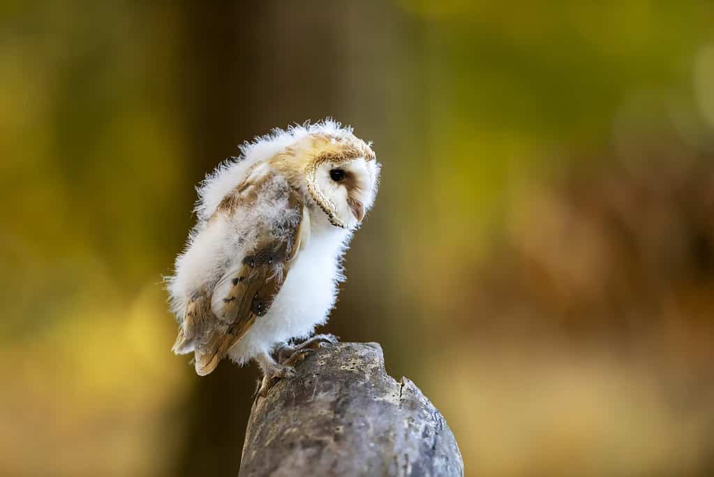 Really Cute Baby Owls