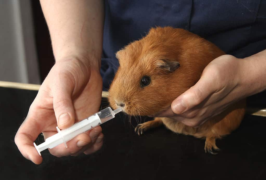 Guinea Pig at the Vets