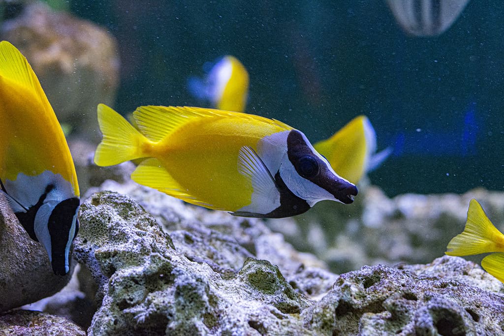 Foxface Rabbitfish