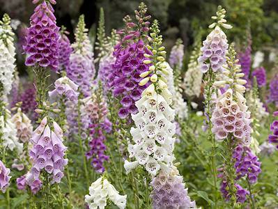 A Foxglove Flowers: Meaning, Symbolism, and Proper Occasions