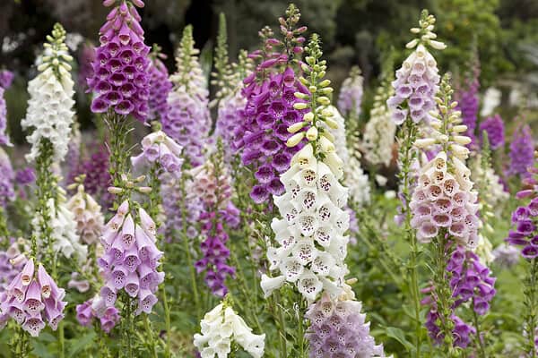 Foxglove Flowers: Meaning, Symbolism, and Proper Occasions - A-Z Animals