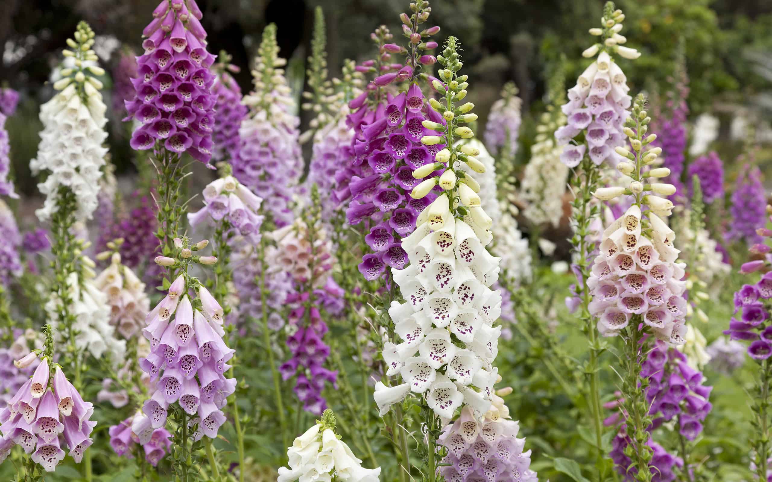 Foxglove Flowers Meaning Symbolism And Proper Occasions A Z Animals Foxglove Flowers Meaning Symbolism And Proper Occasions A Z Animals