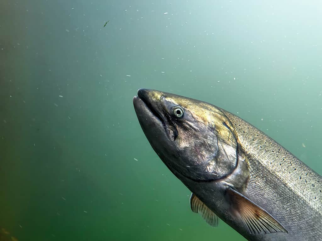 Chinook Salmon Closeup