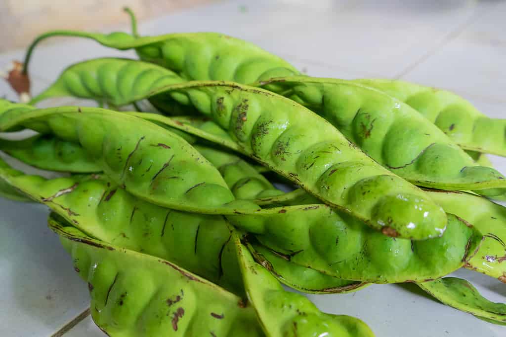 Raw of petai or pete in latin Parkia speciosa. Pete plants grow in Indonesia. Zongchak is popular in Indian and Asian cuisine. It gets its popular names, stink bean or bitter bean, because of its unusual odor.