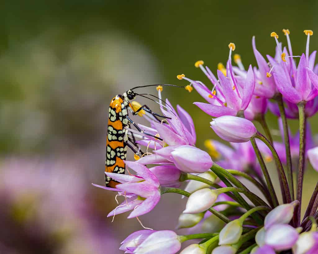 Ailanthus Webworm Moth feeding on nodding onion flower. Insect and wildlife conservation, habitat preservation, and backyard flower garden concept