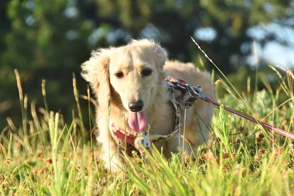 A dog walking through the grass.