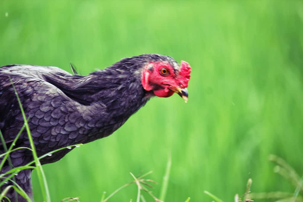 Malay chicken hen