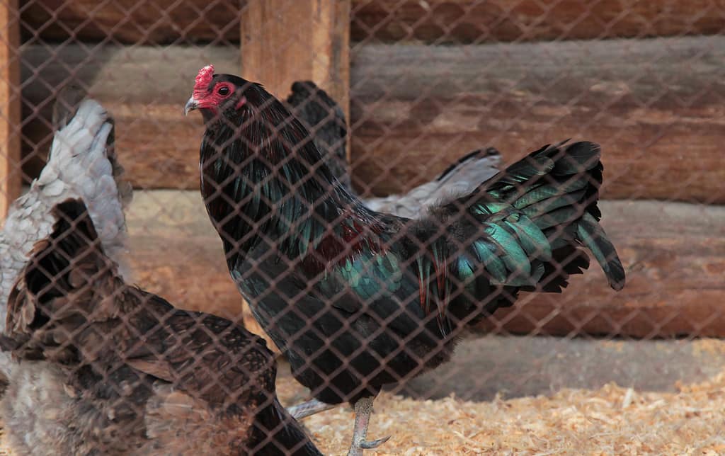 Rooster of the Ameraucana breed