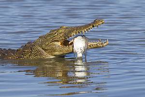 Stealthy Croc Shows off Her Lightening Fast Reflexes Picture