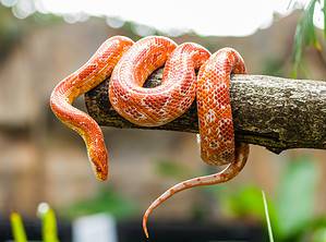 Where Is a Snake’s Heart? 5 Amazing Facts About Their Anatomy Picture