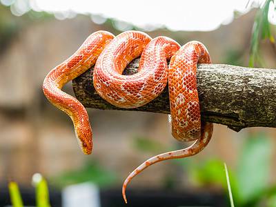 A How Often Do Corn Snakes Shed? # Facts About Their Skin