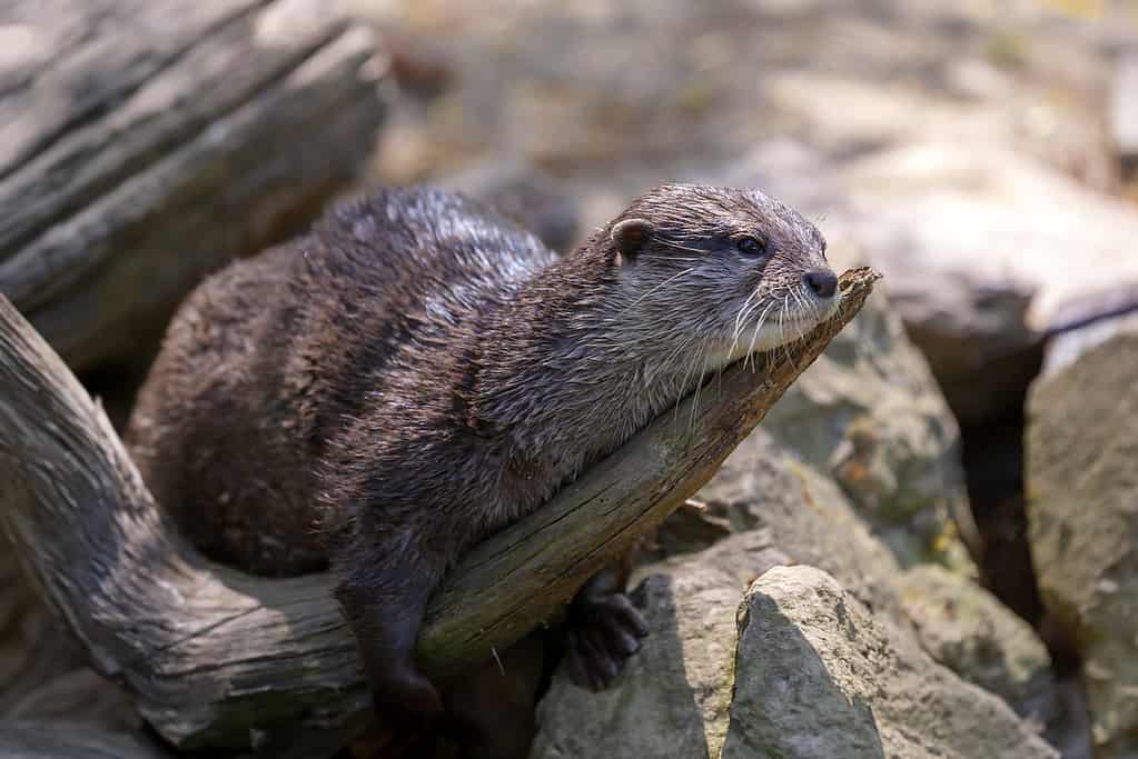 Aonyx cinereus - a small otter lying on a wooden trunk and basking in the sun and drying.