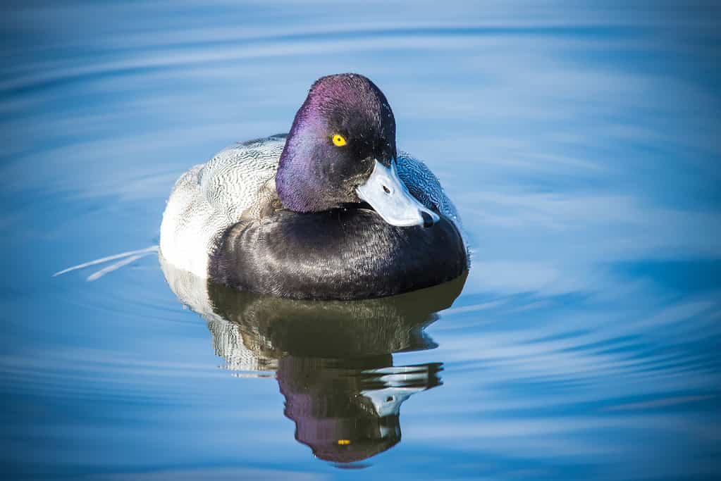 Greater Scaup